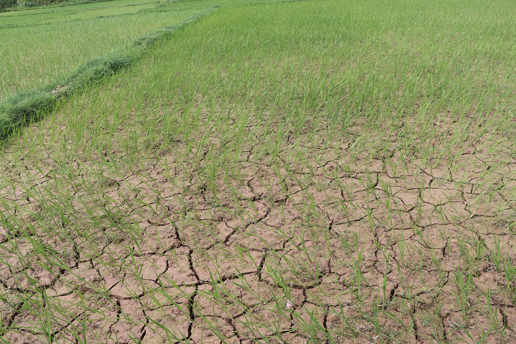 मधेसमा खडेरीको असर घटाउन कृषिबाली परिवर्तन गर्नुपर्नेमा जोड