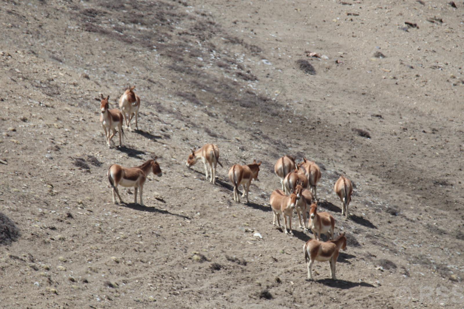उपल्लो मुस्ताङमा देखिए जङ्गली गधा