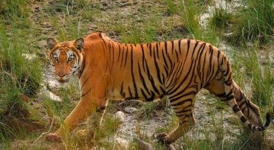 एक वर्षमा छ वटा पाटेबाघ मरे