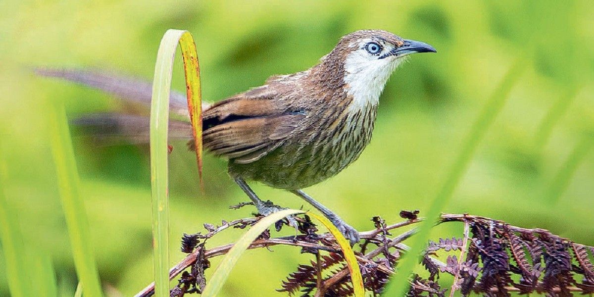 मधेश प्रदेशमा काँडेभ्याकुर