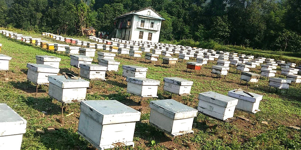 व्यावसायिक मौरीपालनमा रोङका किसान