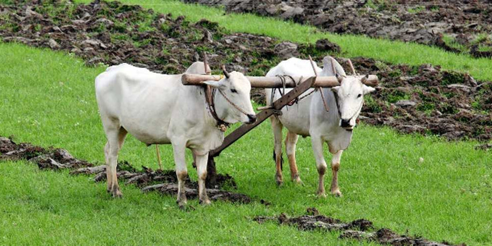 हलगोरु पाल्नेलाई जैमिनीद्वारा १० हजार अनुदान