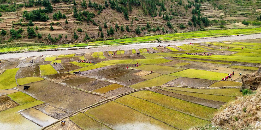 देशभर ६० प्रतिशत रोपाइँ सम्पन्न