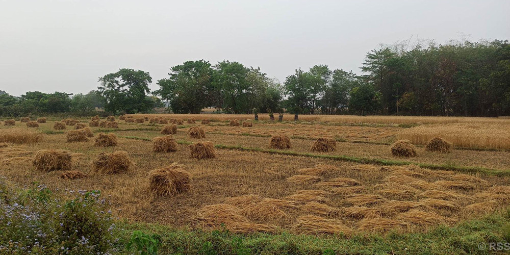 बेमौसमी वर्षाले गहुँबालीमा क्षति