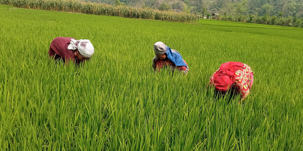 पाल्पामा चैतेधान खेती गर्न छाड्दै किसान