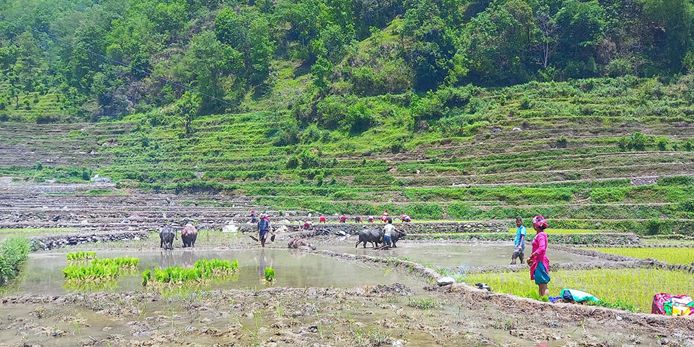 गलकोटमा रोपाइँको चटारो
