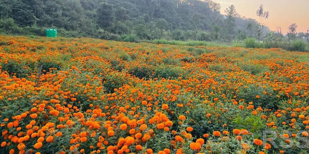 सयपत्री फूलखेतीको लागि ‘हब’ बन्दै तनहुँ