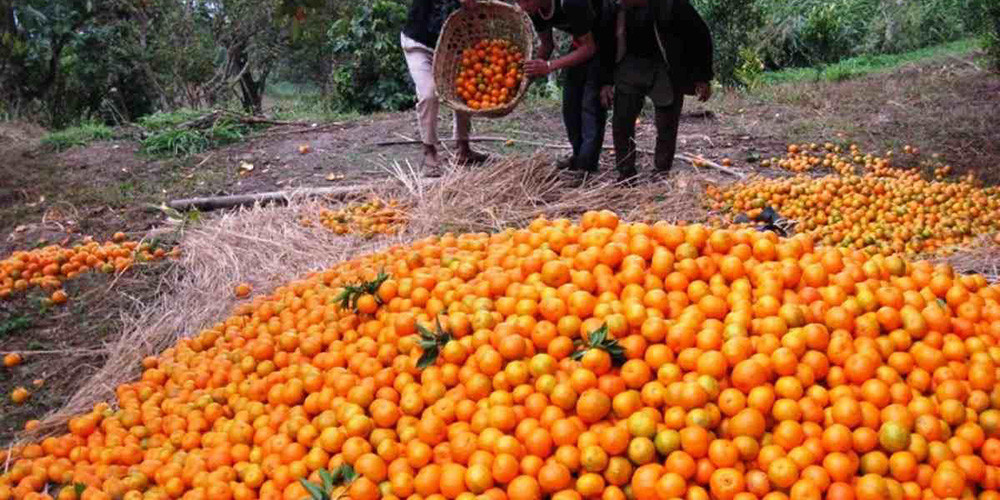 सलकपुरमा ६ करोडको सुन्तला बिक्री, बजारको समस्या छैन