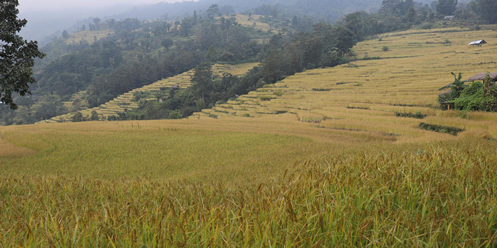 इलाममा धान उत्पादन बढ्यो