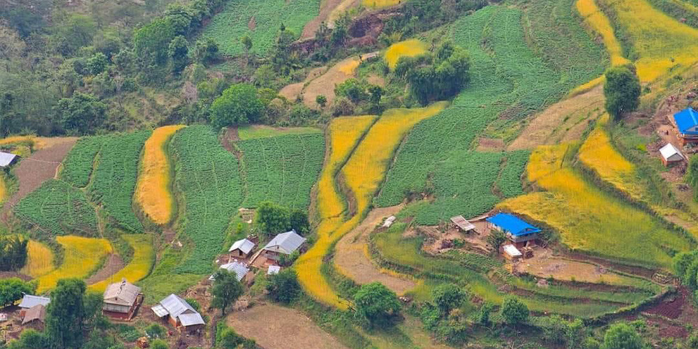 झ्याजेटोलबाट ७० लाख बराबरको तरकारी निकासी