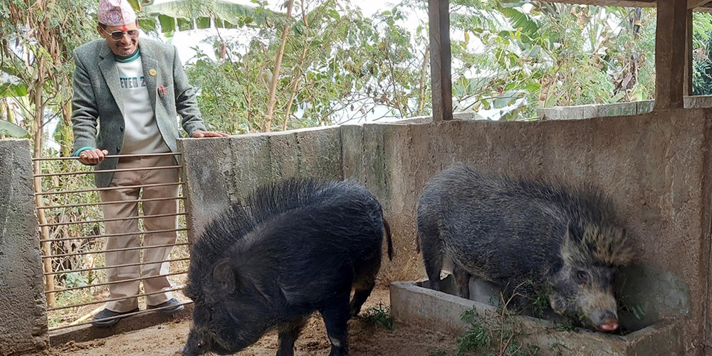 कृषि पेसामा रमाउँदै धर्मराजः व्यक्तिगत लगानीमा गाउँभरि कृषि फार्म ! 