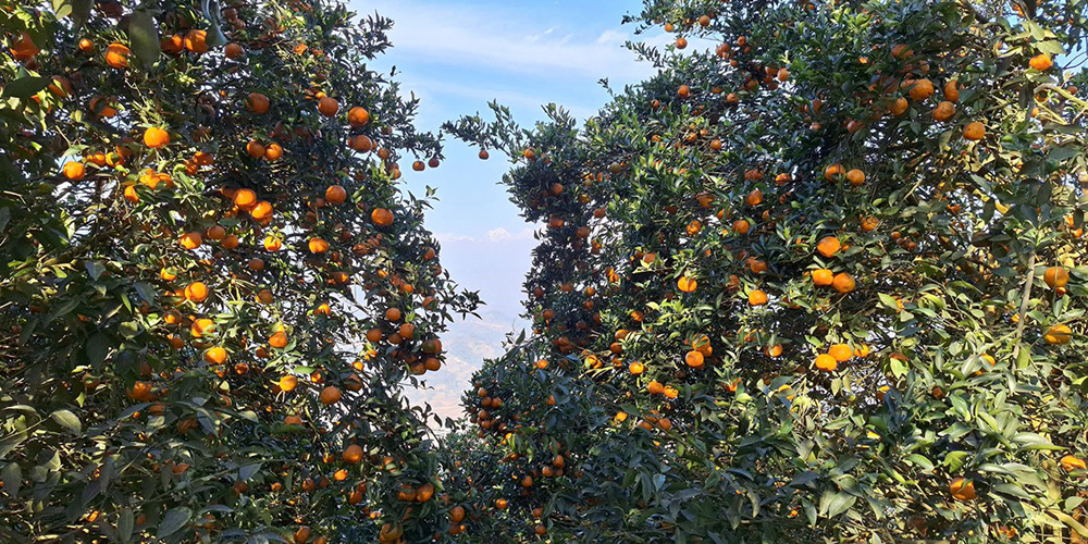 सुन्तला बेचेर कमलले कमाए ४० लाख 