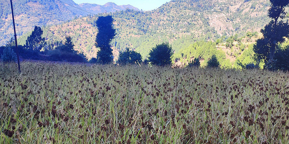 रैथाने बाली संरक्षण गर्दै कृषि ज्ञान केन्द्र