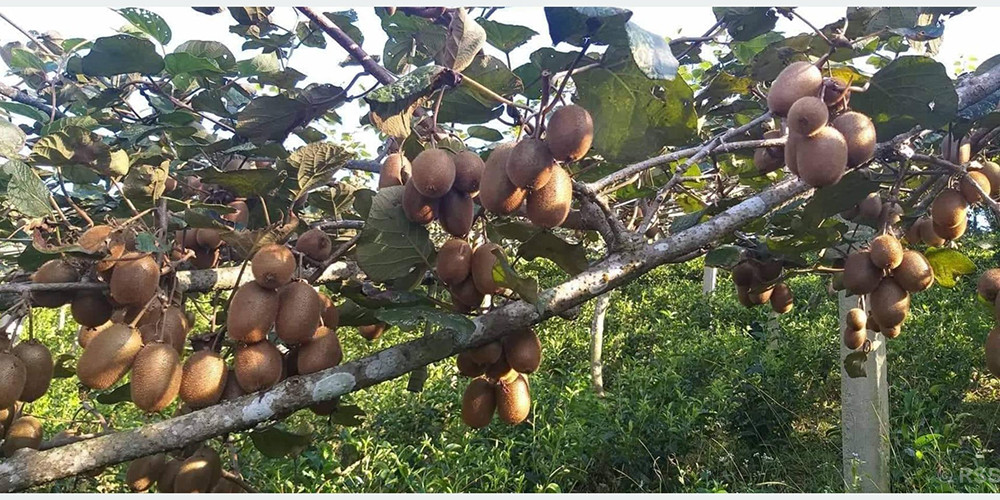इलाममा किवीको उत्पादन बढ्यो