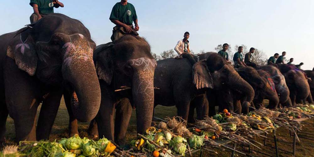 पुस १० देखि चितवनमा हात्ती महोत्सव हुने