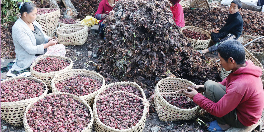 साढे सात अर्बको अलैँची निर्यात