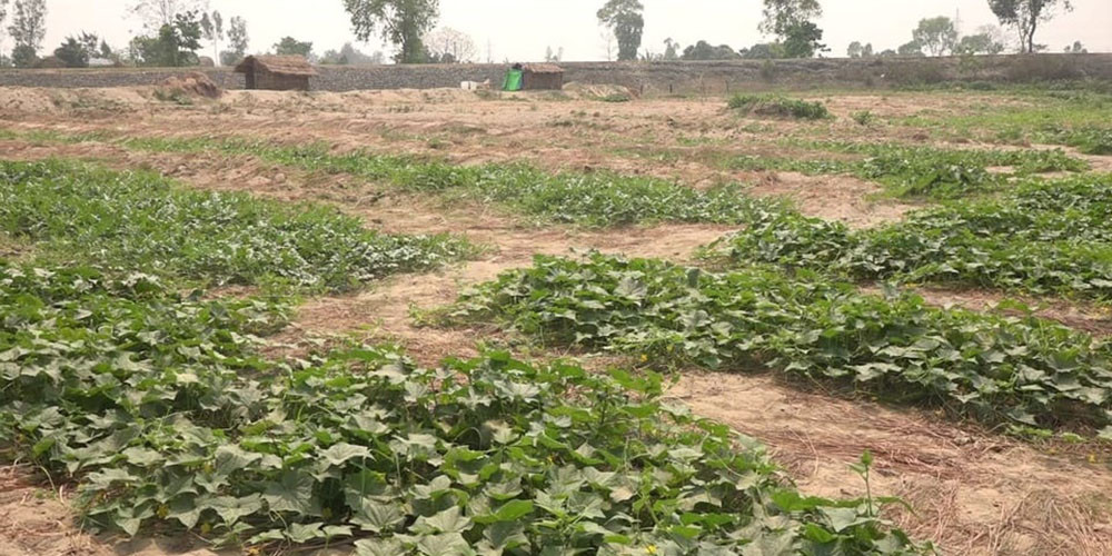 बगरमा खेती गर्ने किसानलाई गाउँपालिकाले अनुदान दिने