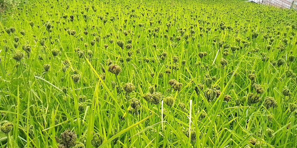 अन्तर्राष्ट्रिय कोदो वर्ष : स्वस्थ आहार प्रवर्द्धनको अवसर
