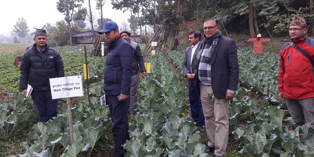 पाँचखालको तरकारीमा विषादी अवशेष घट्यो : प्रतिवेदन