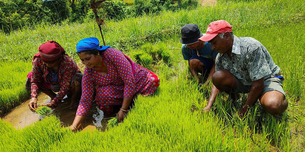 किसानलाई रासायनिक मल पाउन सधैँ सकस