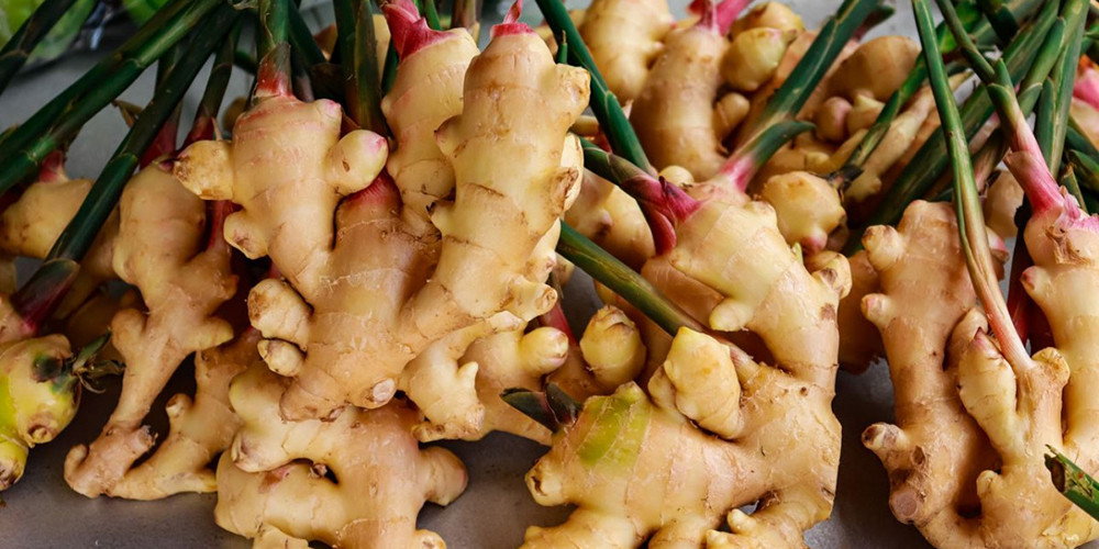 व्यावसायिक अदुवाखेतीप्रति किसान आकर्षित