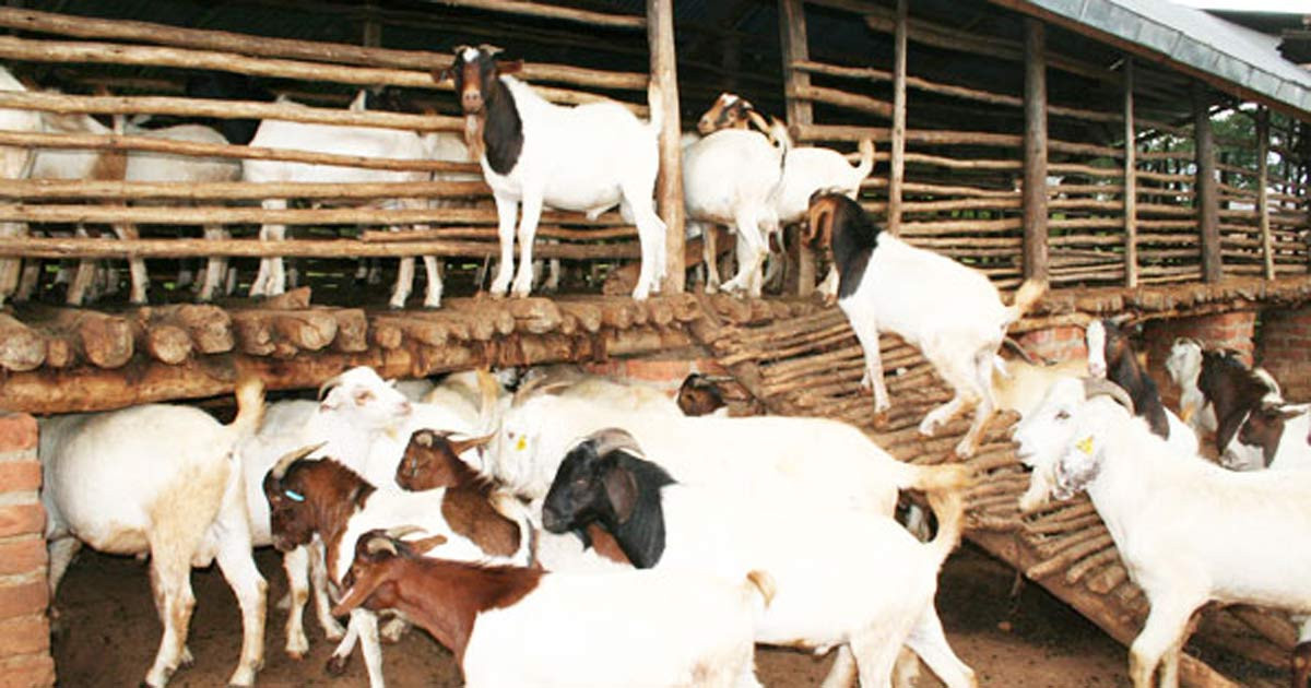   महिलालाई बाख्रापालनका लागि अनुदान    
