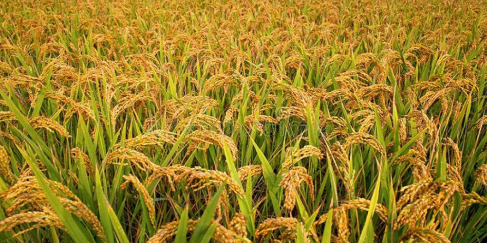 पर्सामा धान उत्पादन घट्यो