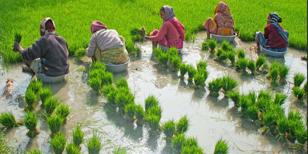 पोखराको पामेमा राष्ट्रिय धान दिवस मनाइँदै