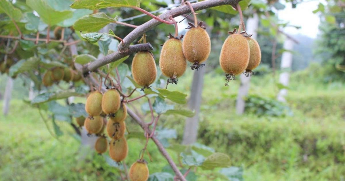  किसान फलफूल खेतीतर्फ आकर्षित    