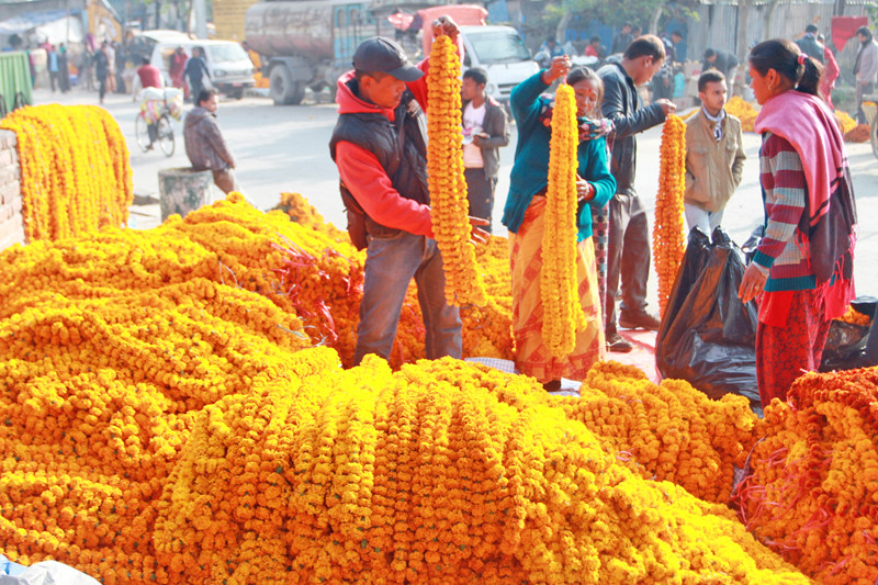 तिहारलाई ५० हजारभन्दा बढी सयपत्री फूलको माला आयात हुँदै