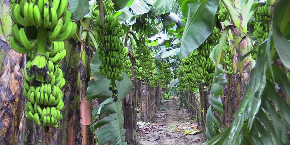 झापाका किसान धान खेत मासेर केराखेतीतर्फ आकर्षित
