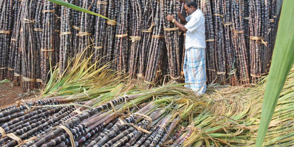 गुलियो उखुको तीतो व्यथा : अन्योलमा किसान