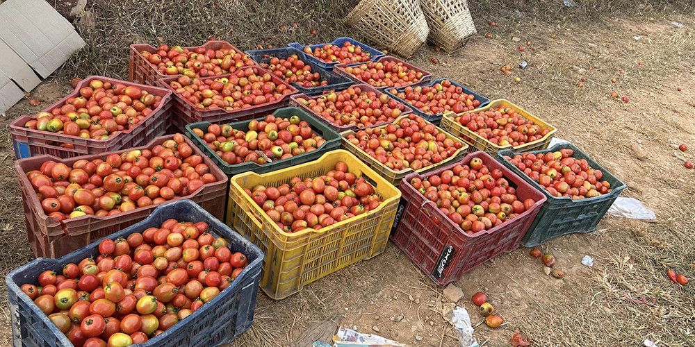 बजार नपाउँदा बारीमै कुहिन थाल्यो गोलभेँडा