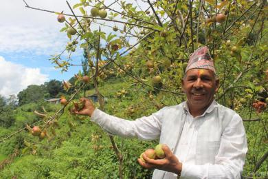 गाजनेमा स्याउ उत्पादन हुन थालेपछि कृषक उत्साहित