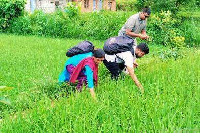 जेठो बुढो धानमा ‘ब्लाष्ट’ रोग देखियो