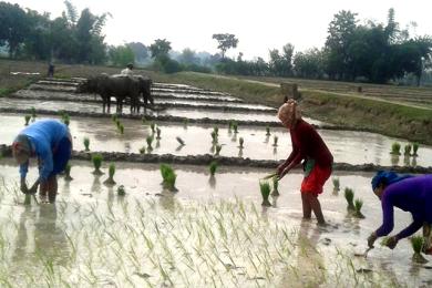 यस वर्ष घट्यो धान रोपाइँ