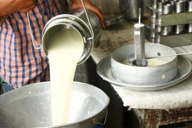 कृत्रिम गर्भाधानले दूध उत्पादन बढाउँदै