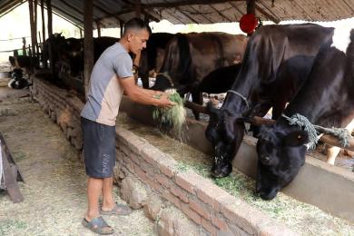 गाईपालन व्यवसायबाट मासिक एकलाख आम्दानी