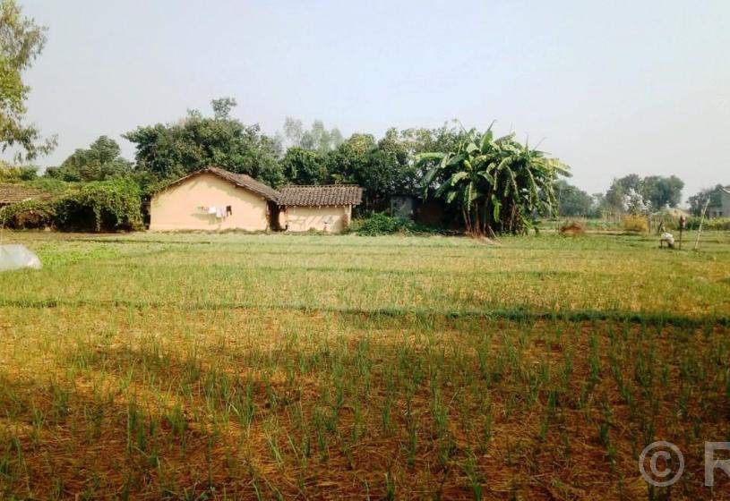 लसुन रोपेर आम्दानी गर्दै पिपलाडीका किसान