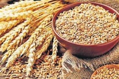 बारामा ७१ हजार ९२ मेट्रिकटन गहुँ उत्पादन
