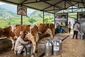 सहकारीको प्रयासले फाकफोकथुममा दुग्ध व्यवसाय फस्टाउँदो