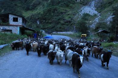 हुम्ला आउन छोडे चिनियाँ च्याङ्ग्रा