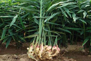 तनहुँको श्याम्घामा पचास रोपनीमा अदुवाखेती