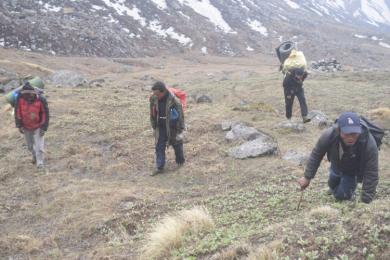 मनाङमा यार्सागुम्बा सङ्कलन थालियो