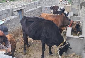 भोजपुरमा पशुको नश्ल सुधार गर्न कृतिम गर्भाधान सेवा सुरु