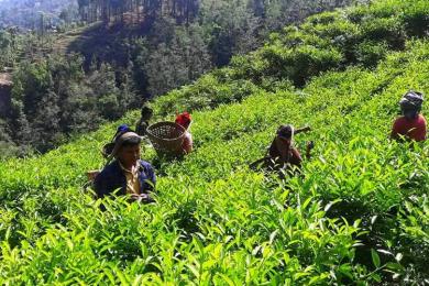 बाग्लुङमा रेशमा चियाको व्यावसायिक उत्पादन सुरु