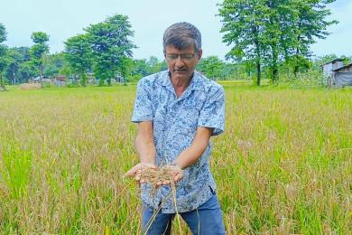 ‘नेक ब्लास्ट’ रोगले बोटमै सुक्यो धान