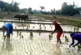 बागमती प्रदेशमा २० प्रतिशत धान रोपाइँ