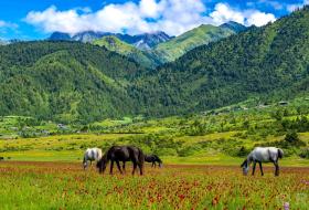 वनफूलले ढाकिएका पाटन हेर्ने केरी र बुकीमा पर्यटक