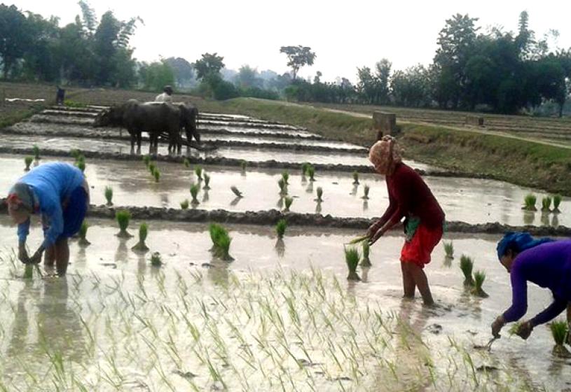 देशभर करिब ७२ प्रतिशत धान रोपाइँ सम्पन्न